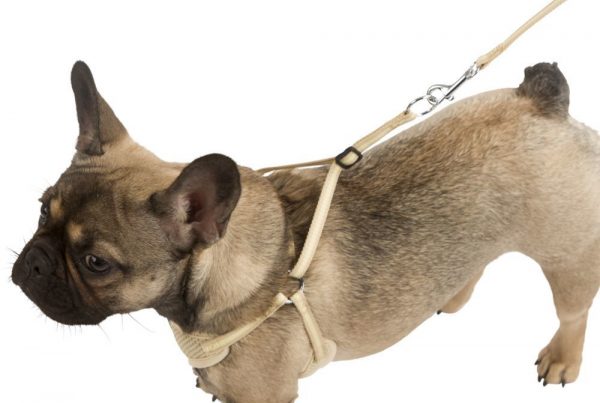 Kerbl Повод + нагръдник Puppy 10 мм/24-44 см - Image 3