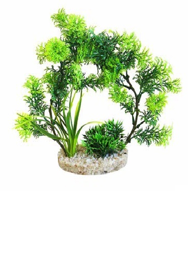 Sydeco Растение Arch Plants, 21 см