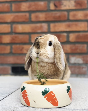 Nobby Керамична купичка с морков