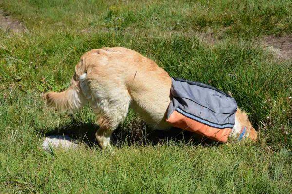 Dog Scout раница за средни и едри породи кучета