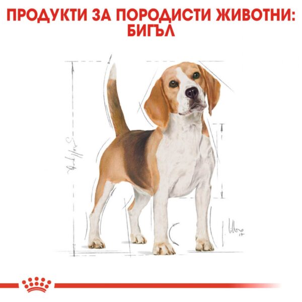 Royal Canin- BEAGLE ADULT храна за бигъл 3 кг - Image 6