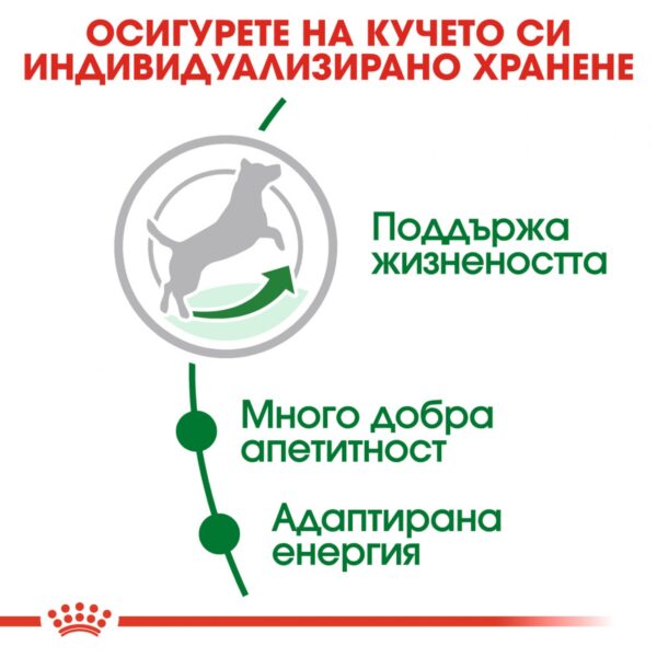 Royal Canin- MINI ADULT 8+ храна за кучета над 8г от дребите породи - Image 5