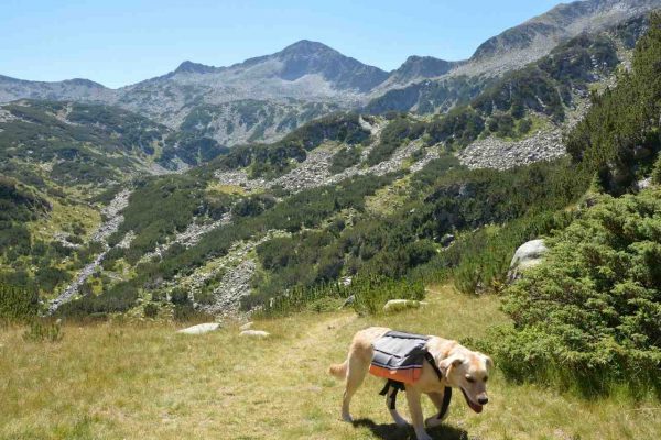 Dog Scout раница за средни и едри породи кучета