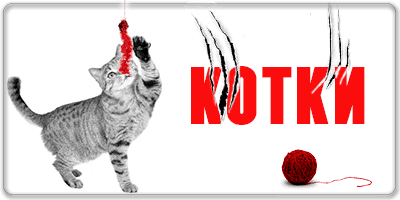 котешки стоки
