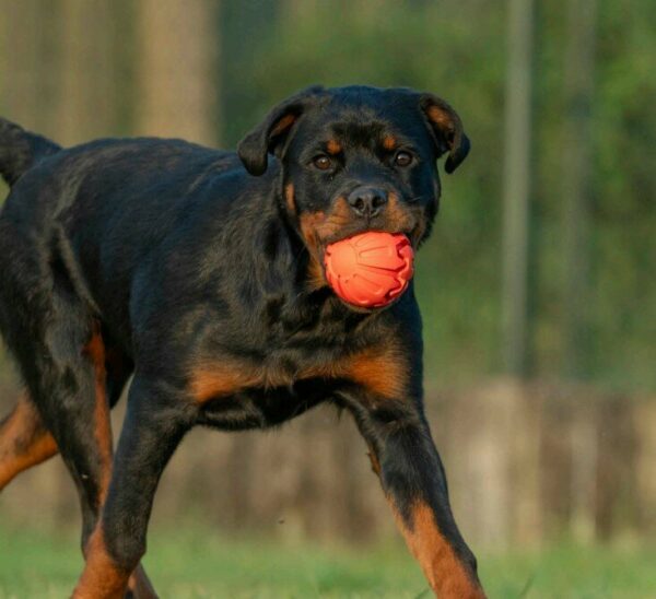 PLAYSCENT Неразрушима гумена топка за куче с вкус и аромат 8см