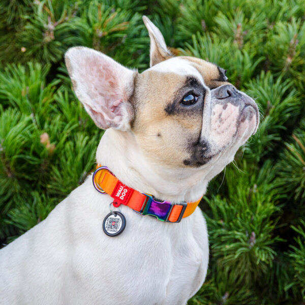 WAUDOG DOG COLLAR - Рециклиран нашийник за куче със SMART ID виртуален паспорт при изгубване