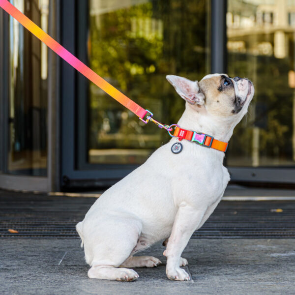 WAUDOG DOG COLLAR - Рециклиран нашийник за куче със SMART ID виртуален паспорт при изгубване - Image 5