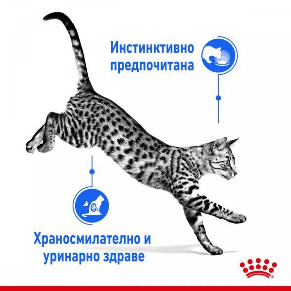 Royal Canin Indoor Sterilised Pouch Jelly - Пауч за кастрирани котки отглеждани на закрито 85гр - Image 5