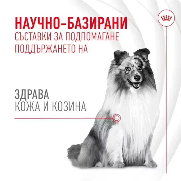 ROYAL CANIN SKIN & COAT CHEWS - Добавка за кожа и козина - Image 2